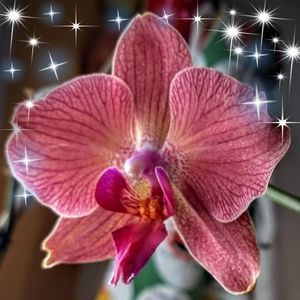 Meet your Posher, Ray peggy